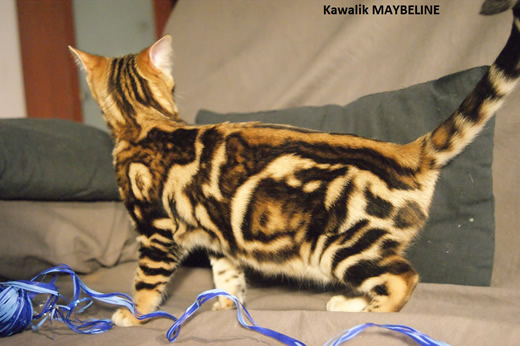 chaton bengal brown marbre